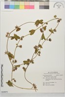 白花牽牛藏品圖，第1張