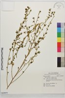 細葉金午時花藏品圖，第1張