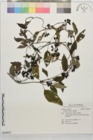 雞屎藤藏品圖，第1張