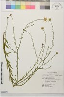 狗娃花藏品圖，第1張