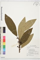 登錄號:S229762藏品圖，第1張