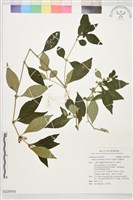 花蓮爵床藏品圖，第1張