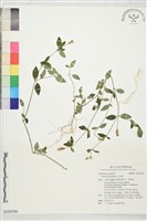 爵床藏品圖，第1張