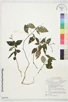 針刺草藏品圖，第1張