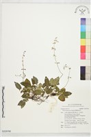 隱藥鼠尾草藏品圖，第1張