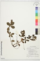 椒草藏品圖，第1張