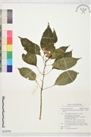 角桐草、台灣半蒴苣苔藏品圖，第1張