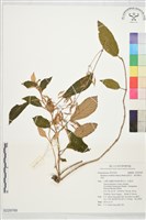 旋莢木、錐序蛛毛苣苔藏品圖，第1張