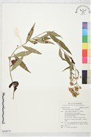 臺灣馬蘭藏品圖，第1張