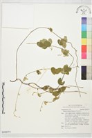 田代氏乳豆藏品圖，第1張