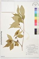 疏果海桐藏品圖，第1張