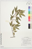 飛龍掌血藏品圖，第1張