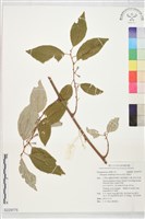 鄧氏胡頹子藏品圖，第1張