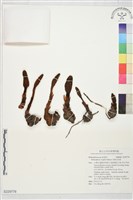 海桐生蛇菰藏品圖，第1張