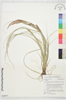 登錄號:S229777藏品圖，第1張