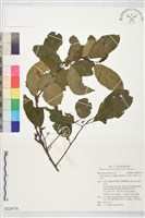 山桂花, 杜莖山藏品圖，第1張
