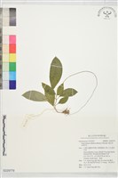 俄氏草、台閩苣苔藏品圖，第1張