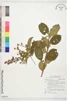 九芎藏品圖，第1張