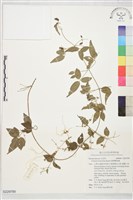 臺灣鐵線蓮藏品圖，第1張