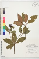 台灣八角、紅花八角藏品圖，第1張