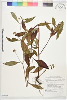 頭花香苦草、白冇骨消藏品圖，第1張