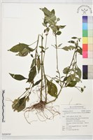 臺灣鱗球花藏品圖，第1張