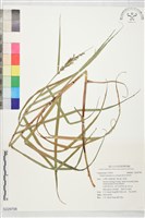 陸生珍珠茅藏品圖，第1張