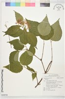 登錄號:S229799藏品圖，第1張