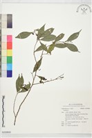 登錄號:S229800藏品圖，第1張