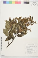 長尾栲、長尾柯、長尾尖葉櫧藏品圖，第1張