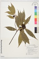 港口木荷藏品圖，第1張