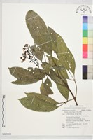 三葉山香圓藏品圖，第1張