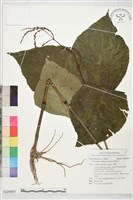 臺灣及己藏品圖，第1張