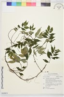 登錄號:S229810藏品圖，第1張