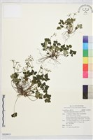 五葉山芹菜藏品圖，第1張