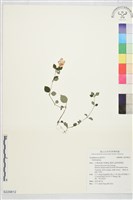 登錄號:S229812藏品圖，第1張