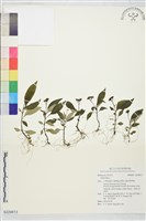 登錄號:S229813藏品圖，第1張