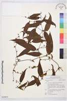登錄號:S229815藏品圖，第1張