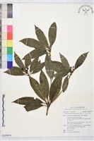 台灣八角、紅花八角藏品圖，第1張