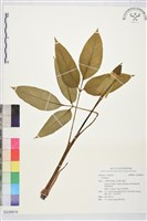 登錄號:S229819藏品圖，第1張