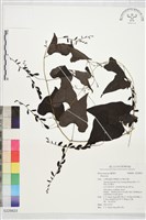 登錄號:S229823藏品圖，第1張
