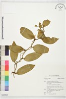 登錄號:S229825藏品圖，第1張
