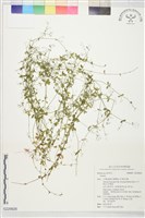 登錄號:S229826藏品圖，第1張