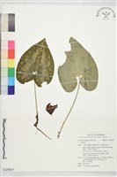 登錄號:S229827藏品圖，第1張