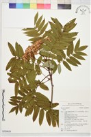 登錄號:S229829藏品圖，第1張