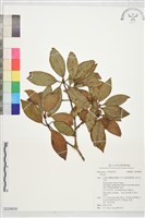 登錄號:S229830藏品圖，第1張