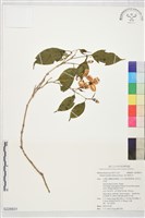 深山野牡丹藏品圖，第1張