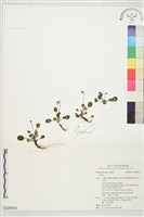 登錄號:S229833藏品圖，第1張