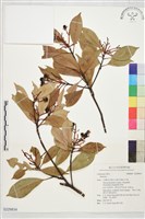 登錄號:S229834藏品圖，第1張