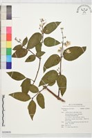 登錄號:S229835藏品圖，第1張